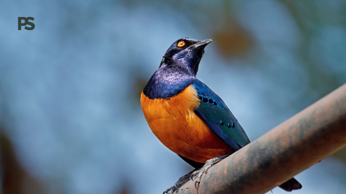 Samburu birding safari checklist: 20 Essential Items -- Photo by Sanjeed Quazi on Pexels