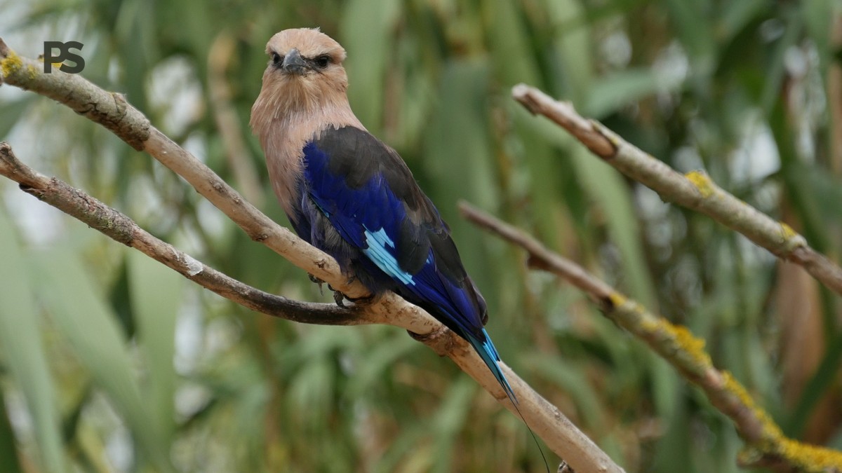 Samburu birding safari checklist: 20 Essential Items - photo 1