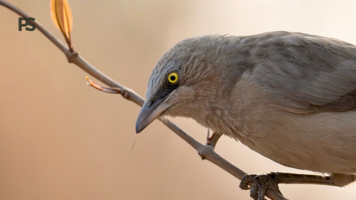 Samburu birding safari checklist: 20 Essential Items - photo 2