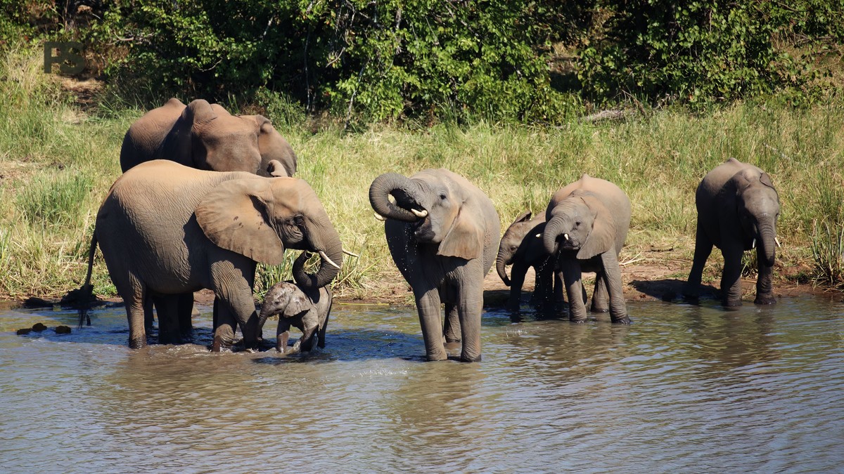 Samburu Safari Unique Wildlife: 5 Rare Species - photo 2