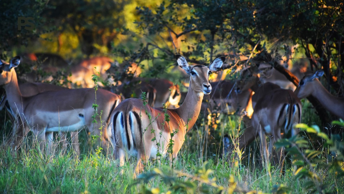 Shaba National Reserve Best Months: Wildlife by Season - photo 1