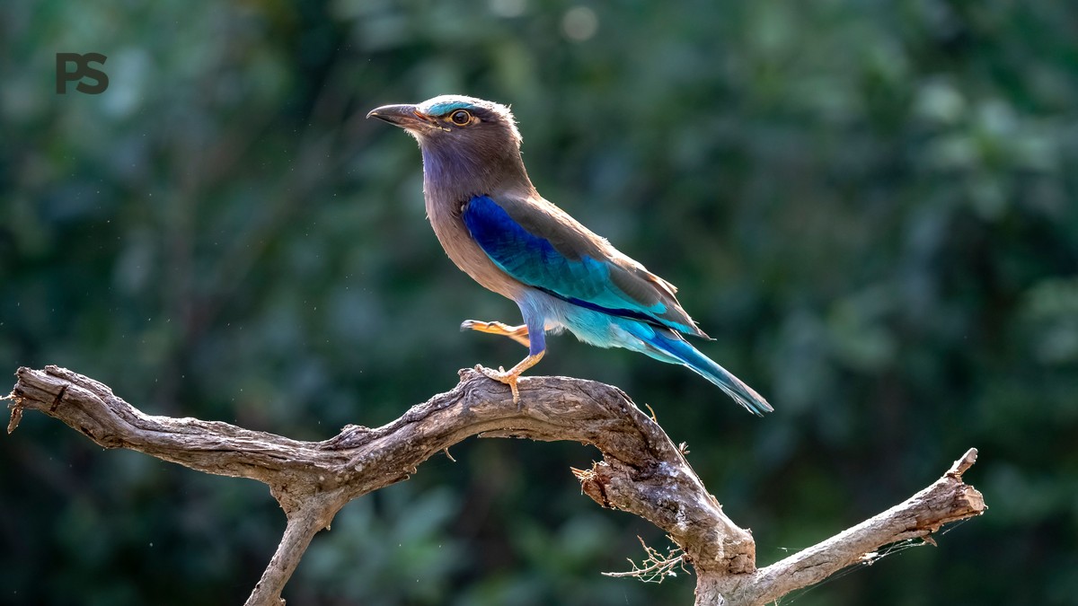 Shaba National Reserve Birding: 390+ Species to See - photo 1