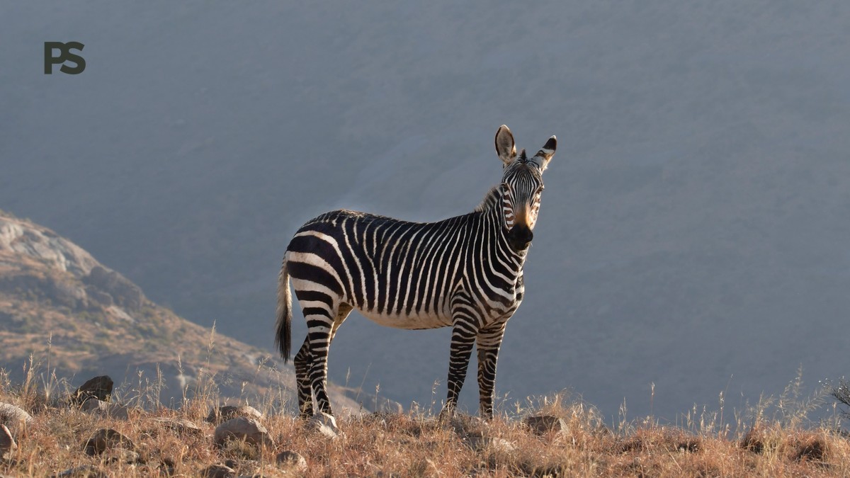 Shaba vs Samburu Safari: Choose in 5 Clear Tests -- Photo by Frans van Heerden on Pexels