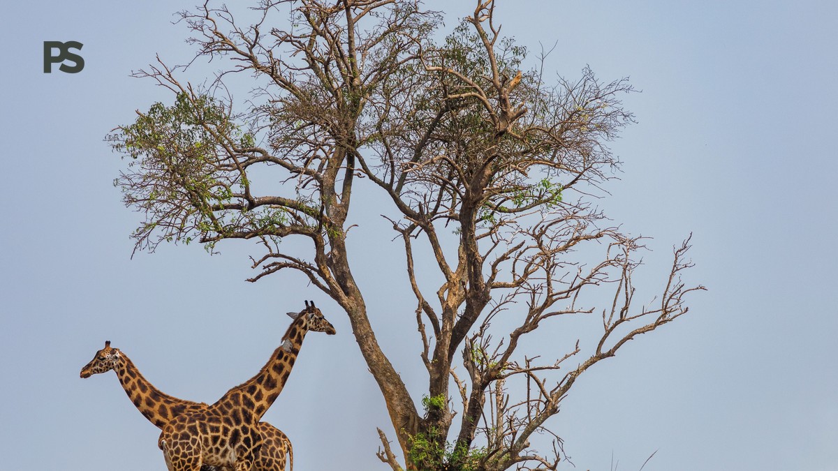 Shaba vs Samburu Safari: Choose in 5 Clear Tests - photo 1