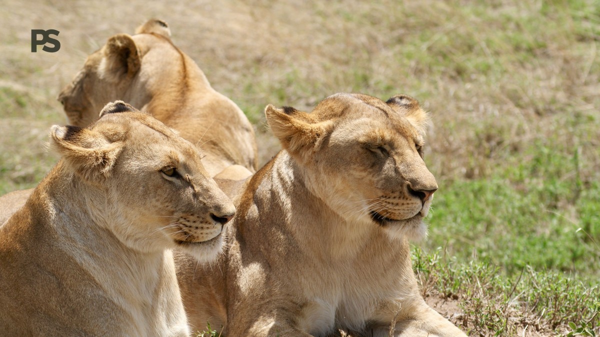 What Is a Slow Safari: A Calmer Way to See Kenya -- Photo by Brett Bennett on Pexels
