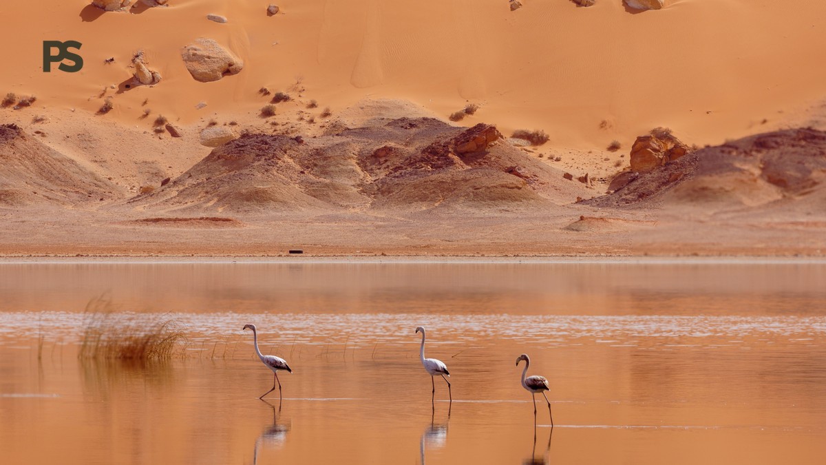 When Are Flamingos at Lake Bogoria: August–October -- Photo by Djamel Ramdani on Pexels