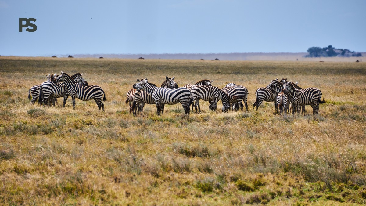 Which Lake Is Best for Flamingos Kenya: Bogoria vs Nakuru - photo 2